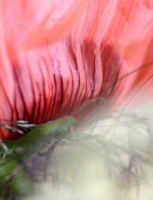 Mohn  1