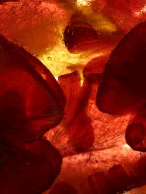 Papageientulpenbl�tter